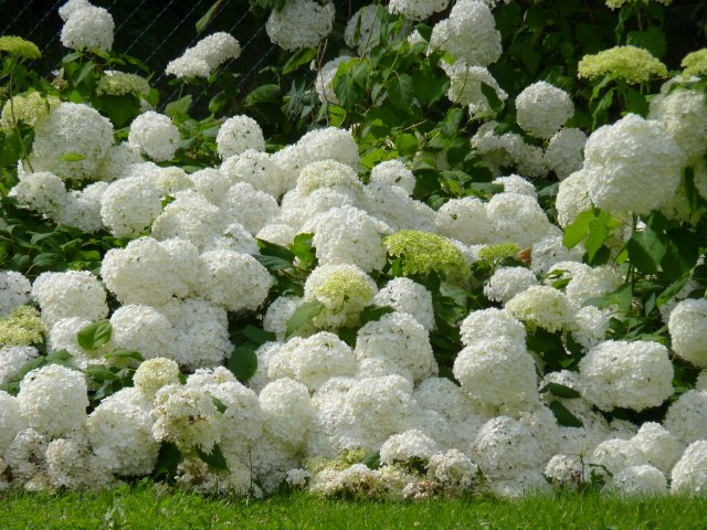 Hydrangea arborescens 'Annbelle' fleur